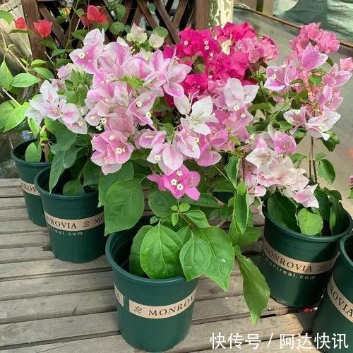 公认“难养”的5种花,没有10年以上的养花经验,建议别买