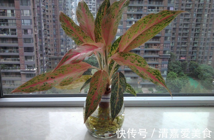 入坑看看别人是怎么用多菌灵、磷酸二氢钾、阿司匹林养花吧!