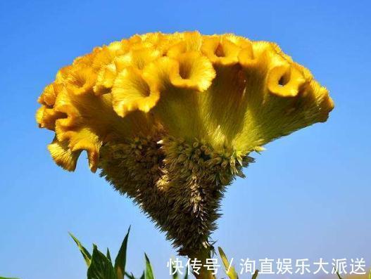 营养成分|新手养鸡冠花,别只会浇水,适当来点“它”,盆盆花开似“蒲扇”