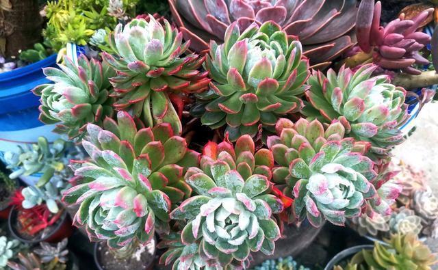 花盆|阳台养多肉，做好7点，养出的多肉就是比别人家的要美一点