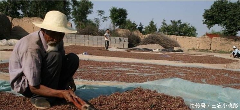 摘下保质期只有2天,市场一斤30元,却有人拿它喂鸡