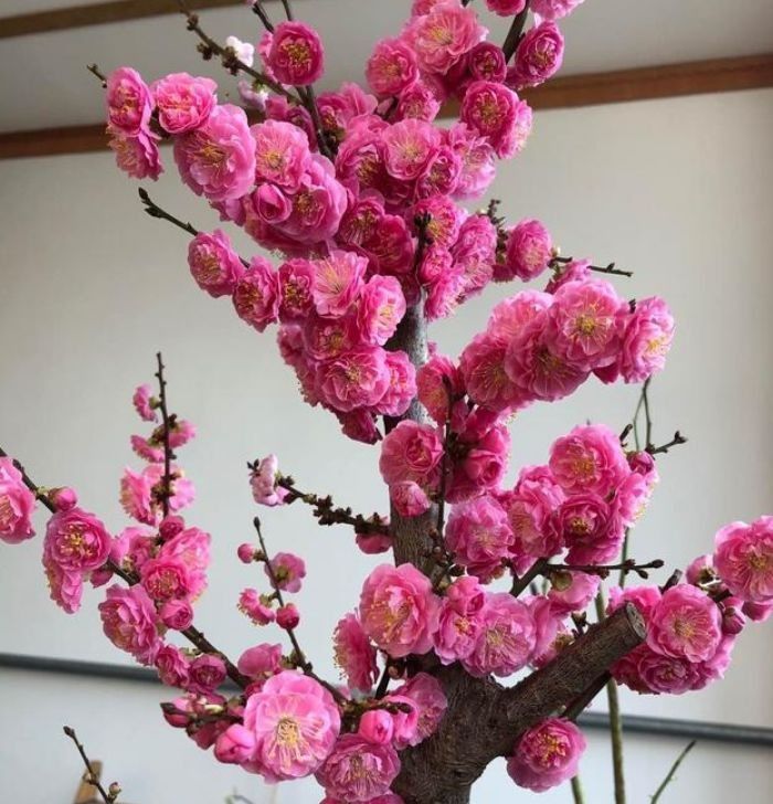 几种花自带财运，好养易活不招虫，能吸甲醛净化空气，幸福满满