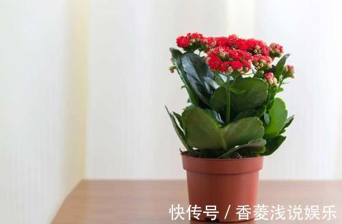 盆栽什么花草，搁阳台成一片花海？选此4款，花期长、花量大
