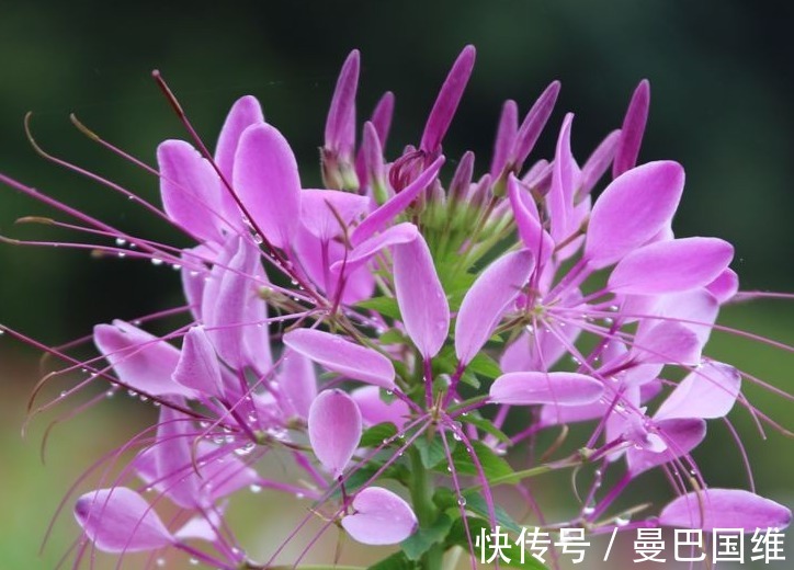 天人菊|6种公园常见的花,造型独特,开花美爆了
