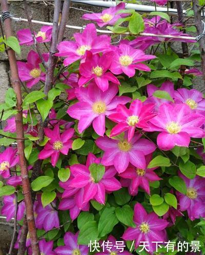 好好修剪|养这2种花要勤快点,多修剪长得更旺,剪了一茬开一茬花