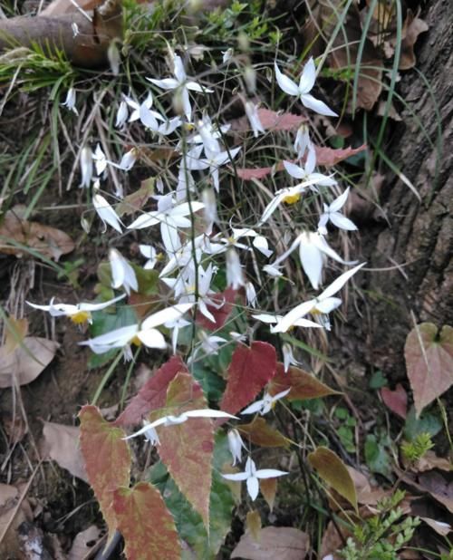 答应我:若见到这种叶片长有锯齿的植物,请此刻就要重视,别错过