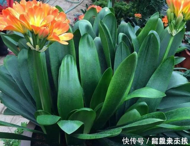 大白根|“1种水”浇君子兰,7天冒出“大白根”,30天枝叶油绿,冒花芽