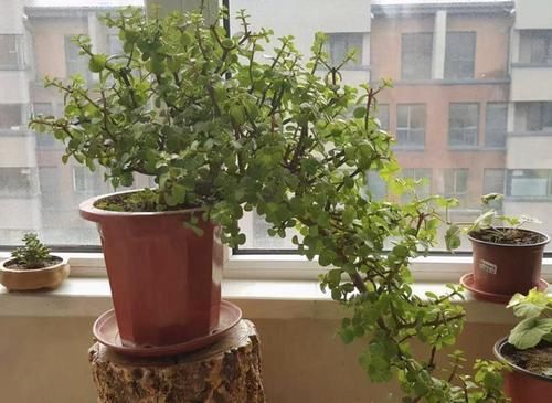 扦插一根枝，修修剪剪，一年长成“悬崖桩”，价值翻几倍