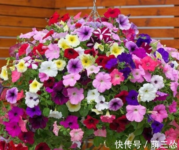 天竺葵|阳台养此几款花卉，花开不断，给点水就开花，随便一养成花海