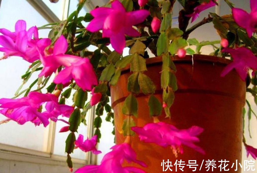 7种漂亮花，便宜又好养，把阳台变成“小花园”