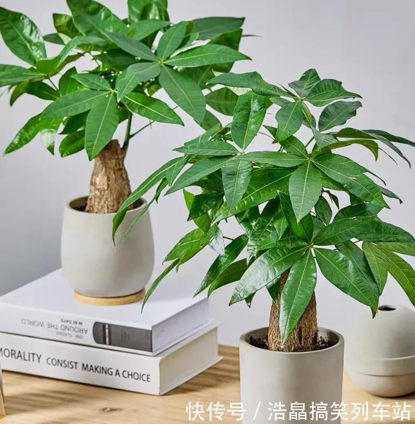 养花六年，4种花一直不舍得扔，我有喜欢它们的理由