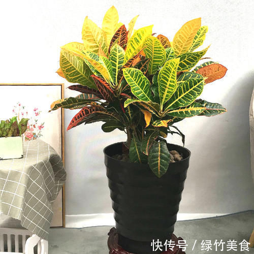 自制水果皮花肥,当花肥,又调节酸碱度!