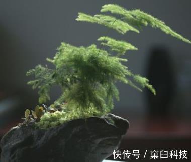 花盆|别傻傻把“云竹”当文竹养，“云竹”很贵重，区别养护别受骗！
