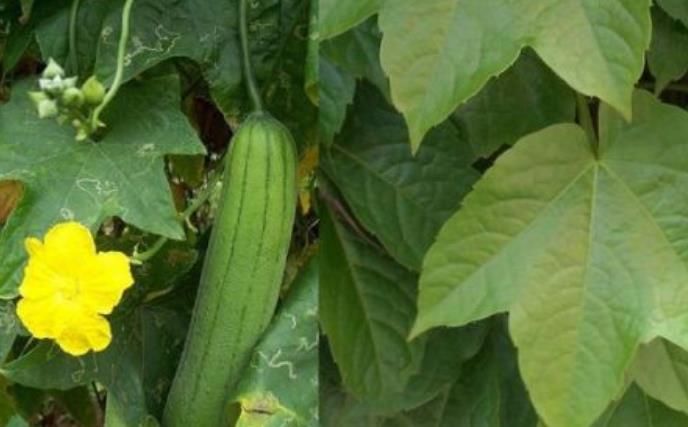 絲瓜是個寶，功效真不少！