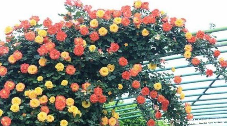 家养这些植物，花期长、花量大，好养又漂亮，你养了吗？