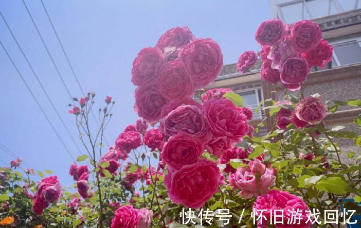 主干|到了1月该不该修月季?掌握住3个技巧,养出又多又壮的新枝