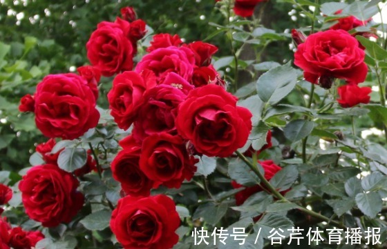 新手养花就养一盆“红色龙沙宝石”，花大色艳，花期长适合盆栽养