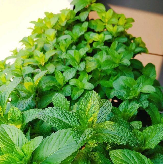 养薄荷花盆里可以积水吗