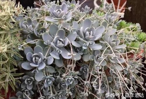 景天科|最抗冻的5种多肉，零下10℃都冻不死，还长得肥嘟嘟