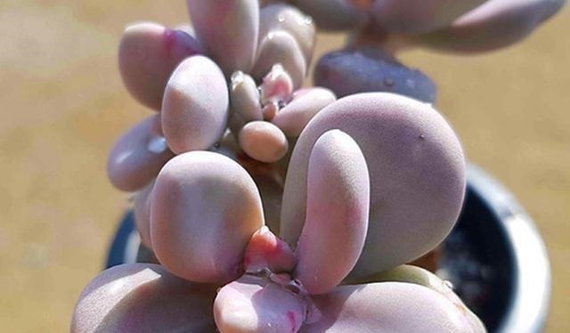 多肉植物里的“六大美人”,我家养了几棵,有些确实难养!