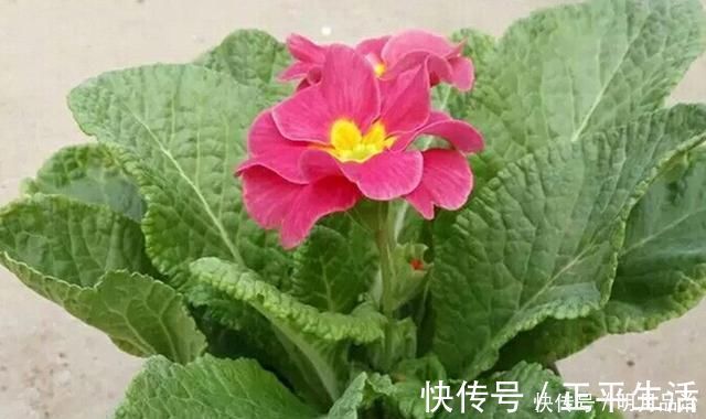 土壤|养花只需一种肥料,就可使其叶、根、茎、花快速生长爆盆