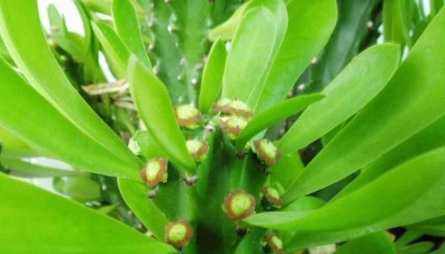 爷爷在路上捡来的树枝，竟长成一人高的大树，给两万块也舍不得卖