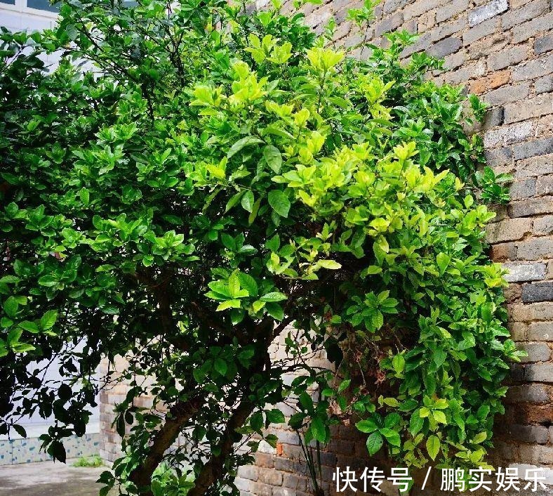 门口养棵大花树,风吹就开花,20年变成传家宝!