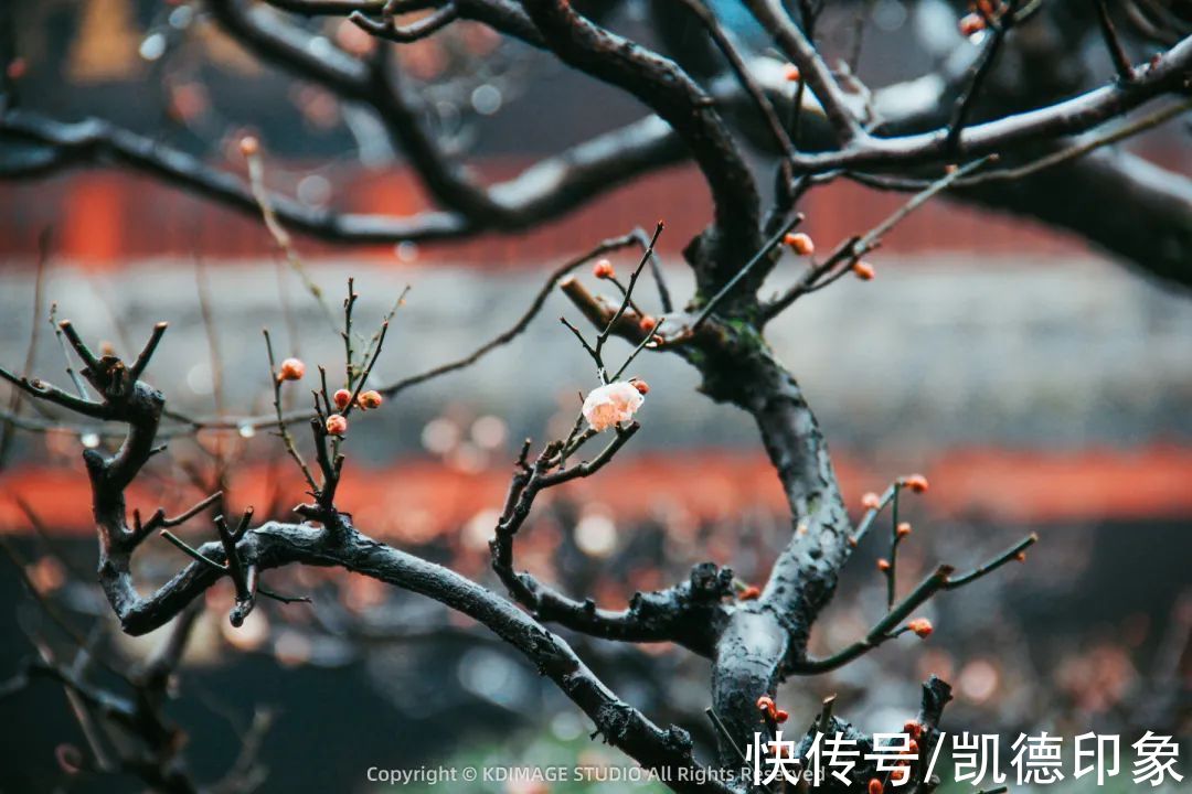 江原道|滑雪、温泉、狂欢节……我要和你交换6个关于冬天的美好回忆