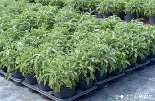 中年|农地里被忽视的这种野菜,或是高血压“克星”,建议:不妨多吃点