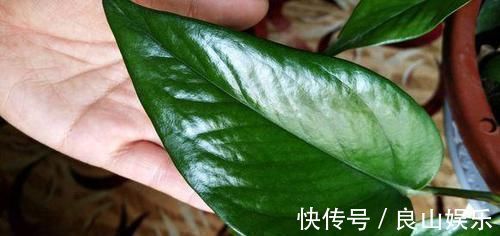 什么淘米水、啤酒水,都不如1勺溶液,家家都有,养啥旺啥