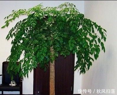 清新|客厅适合养树，好养又好看，空气更清新，新手也会养！