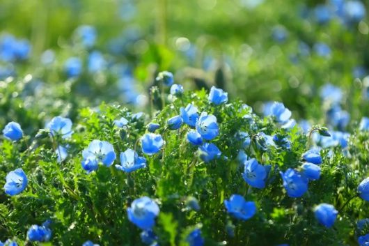 来松江看花海呀！蓝色的、超梦幻