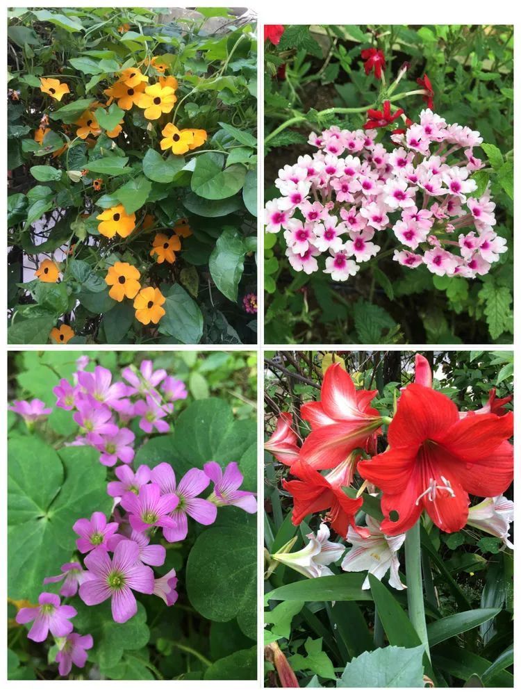 养多肉会上瘾，3年养了500多盆，既美化了环境又愉悦了心境！