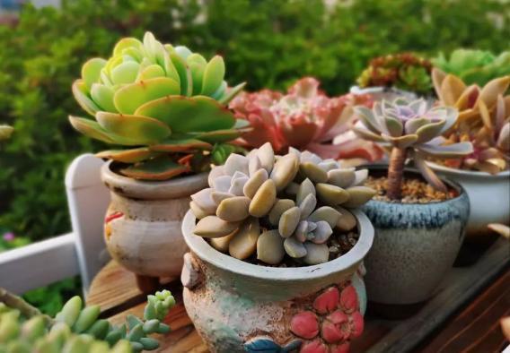 浆果|多肉雅乐之舞、紫珍珠、浆果,颜值爆表,养护却不难!