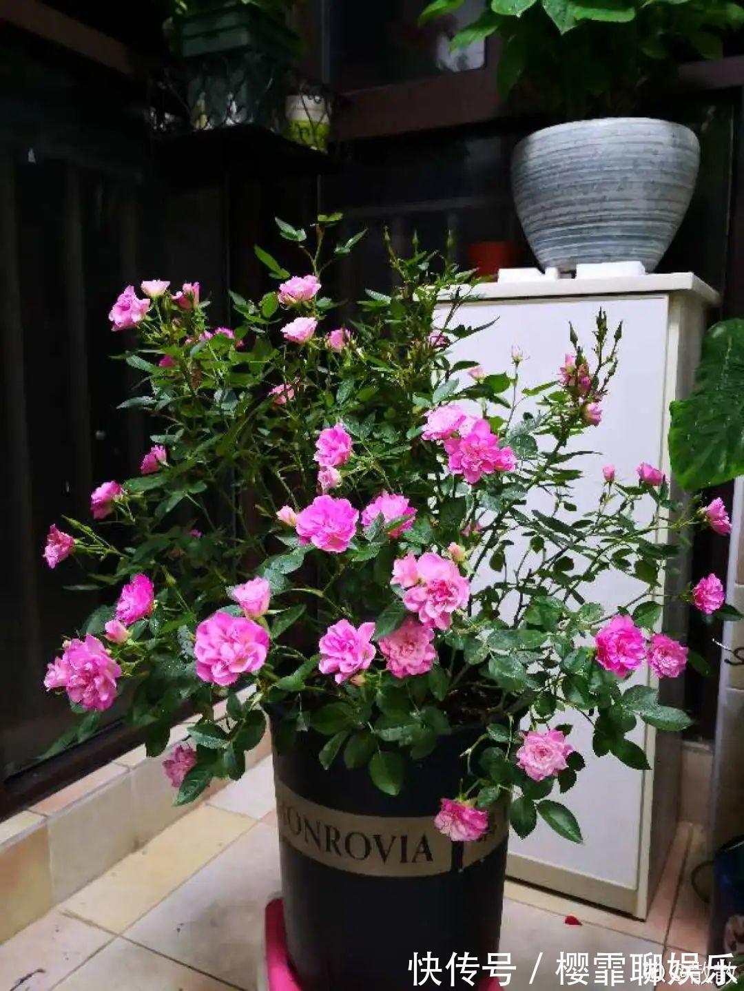 大爷家荷花种在花盆里，1次开花20朵，比巴掌还大！