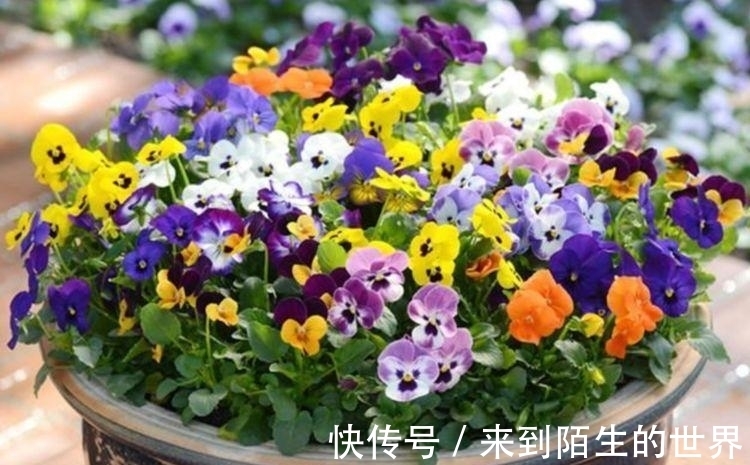 养花试试此4种花,花大色艳很漂亮,颜值超高的