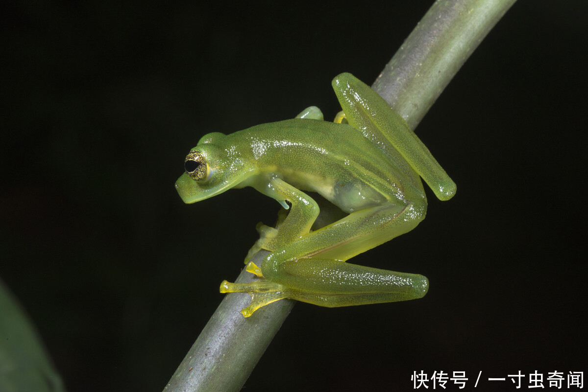 五脏六腑|精雕玉琢知汝心,五脏六腑能一览无余的玻璃蛙,却是动物界好父母