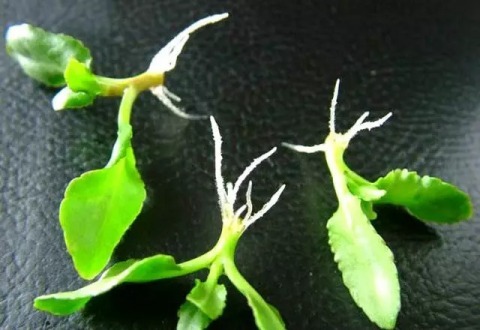 鸭掌木|这4种花,剪个枝插水里,10天就生根,特别好养活!