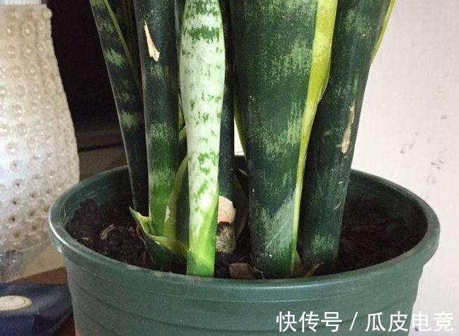 虎皮兰容易饿，盆里多喂二种肥，根壮叶绿，小芽长不停