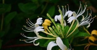 妇科炎症太难缠?试试吃5种食物,排毒灭菌,或能远离烦恼