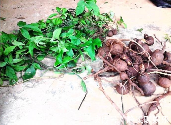 食用价值|农村有一种“会跑”的草,老人们称为“抗癌神药”如今一斤300元