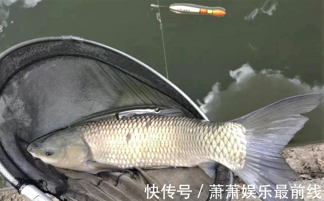 鲢鳙|秋季雨后哪几种鱼最好钓?怎样才能钓到更多的鱼?