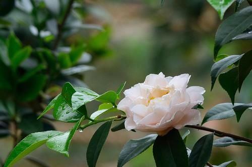 茶花在开花期间养护不能大意，做到“三个不”，才能免掉花苞