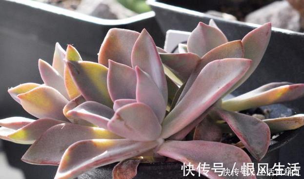 这3款多肉,叶片粉嫩嫩,自带少女风,居家盆栽看着真撩人