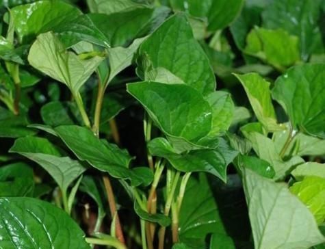 特产|网评最“难吃”的4大特产,为什么难吃还出名全吃过的被坑惨了