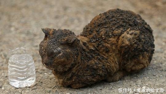 当全网都在催关晓彤给鹿晗庆生时,一场关乎全人类的灾难正悄然降临……