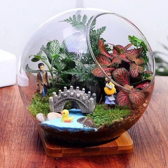 观叶类|她家从不养绿萝，就养4种“颜值花”，叶子比花还好看