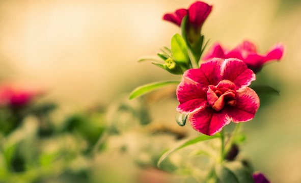 别再在室内养这些花了！因为……