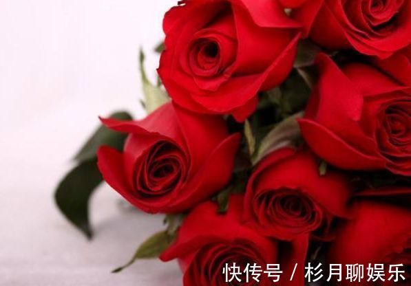 萝藦科|喜欢养菊,不如试试“玫瑰精品”卡罗拉,花色红艳似火,热情奔放