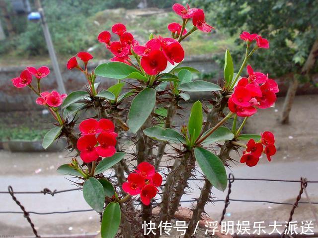 爆盆|养花就养3种花，随便养养就爆盆，一开300多天，全年不断花！